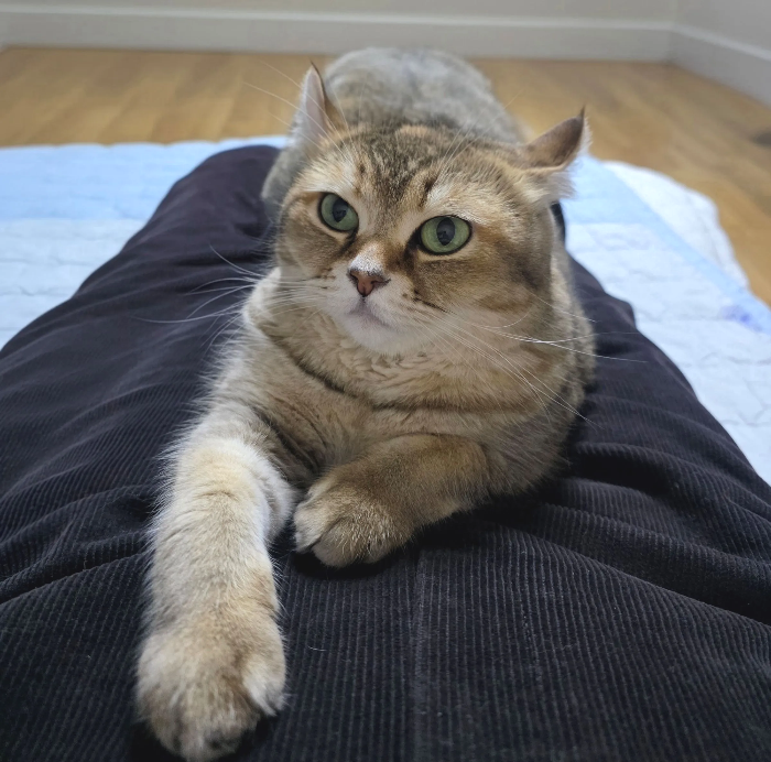 반려동물 내분비 질환, 보이지 않게 전신을 무너뜨리는 질병