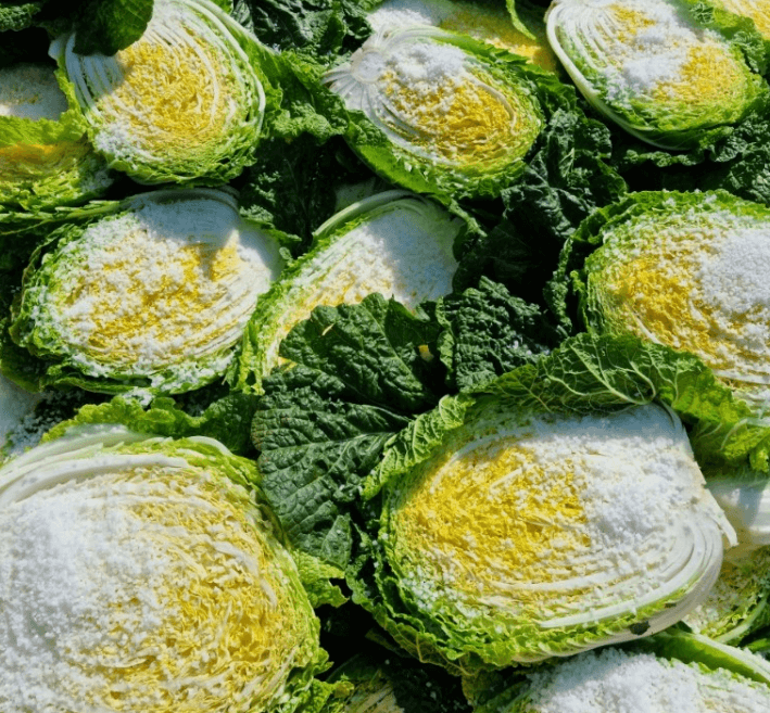 고랭지 절임배추