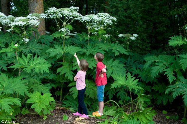 자이언트 하귀드(Giant Hogweed) 사진
