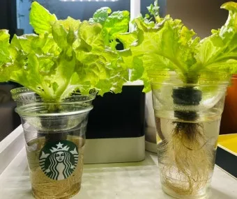 반려식물 입문 키우기 물주기 햇빛선택 기준 시니어에게 좋은 목록_30