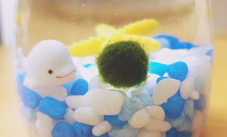 어항 속 마리모