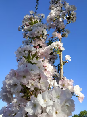 2026 전국 벚꽃 명소 완벽 가이드