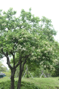 아왜나무 수형2