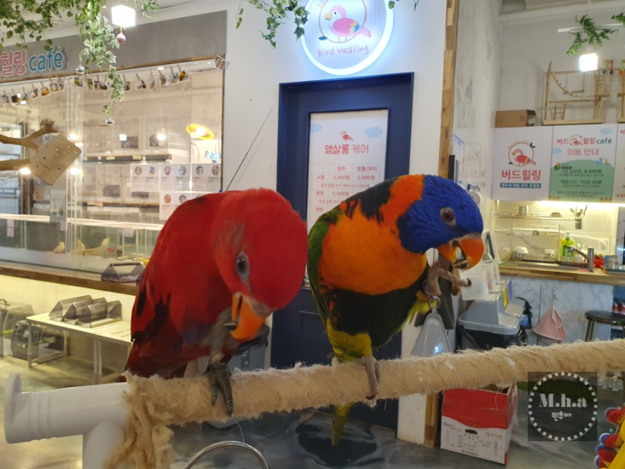 앵무새 체험 카페