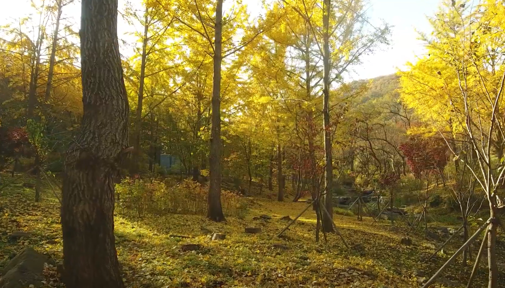 에버랜드 비밀의 은행나무 숲 예약 신청
