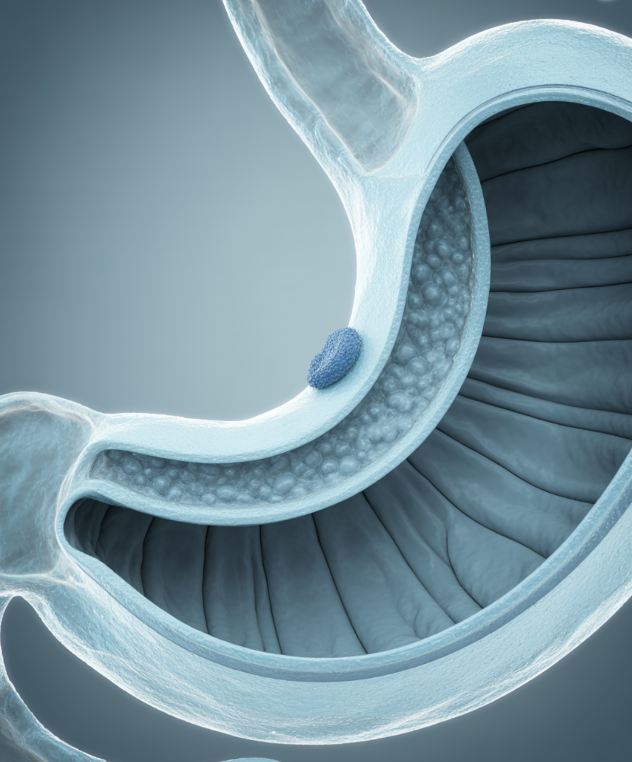 위 점막의 든든한 &amp;#39;방패&amp;#39; 역할