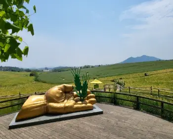 고창 청보리밭 축제_4