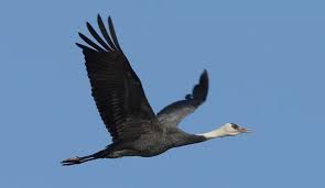 흑두루미 이동 경로가 바뀌면서 생긴 문제