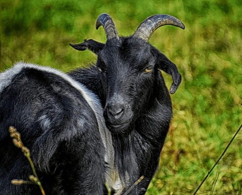푸른 초원에 서 있는 수컷 흑염소 한 마리가 정면을 바라보고 있는데, 뿔이 크다.