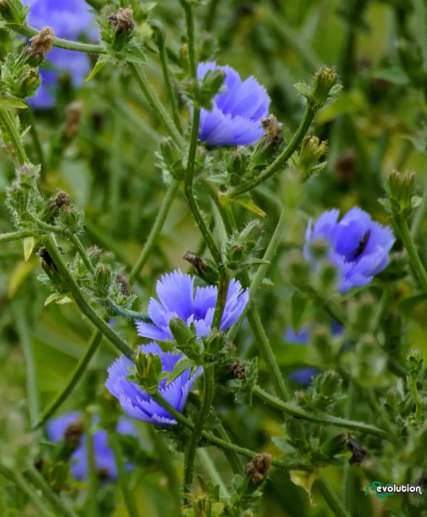 치커리 효능 부작용 먹는법 한눈에 정리