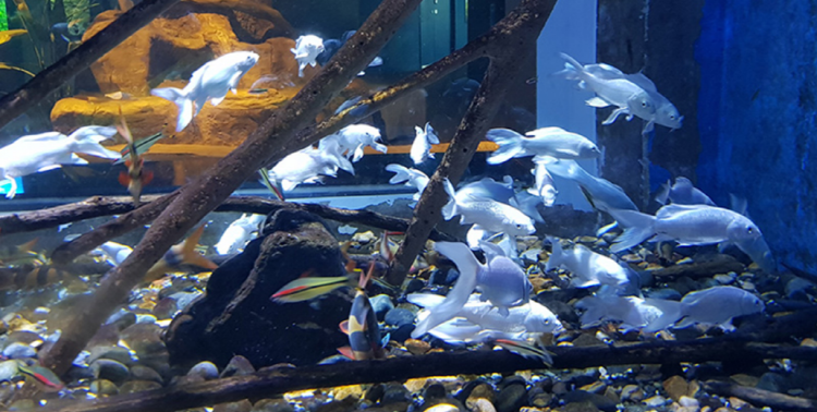 단양 아쿠아리움