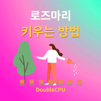 로즈마리 키우기