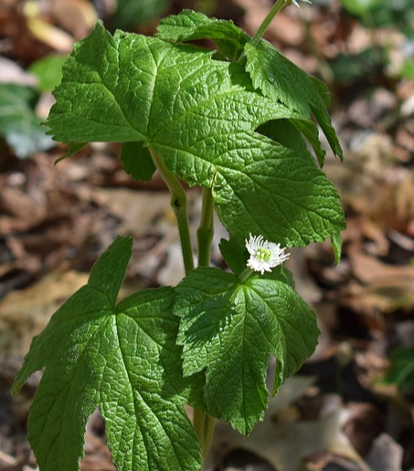 배르배란 주요성분과 작용기전 관련 사진