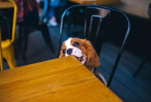 지루함, 심심함.