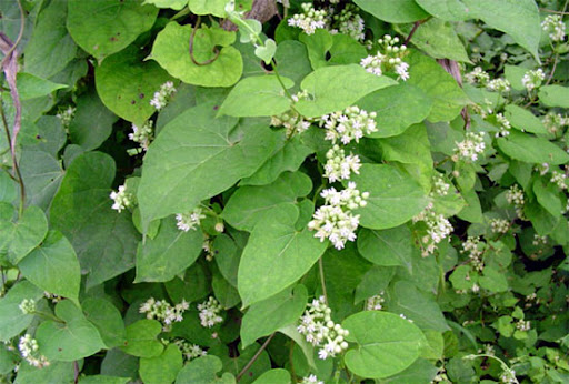 하수오의 효능과 부작용, 탈모 예방, 약재 조합, 원산지