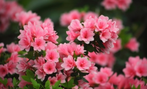 2025 군포 철쭉축제 교통 안내