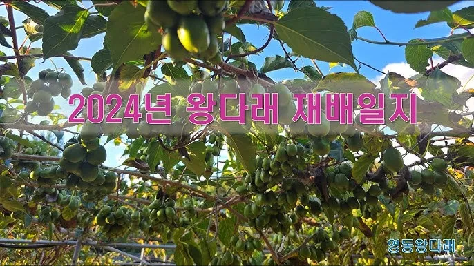 다래 재배 수분수 배치 덩굴 유인 겨울 보호_1