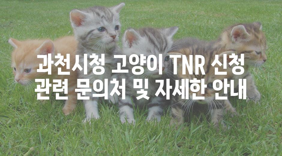 과천시청 고양이 TNR 신청 관련 문의처 및 자세한 안내