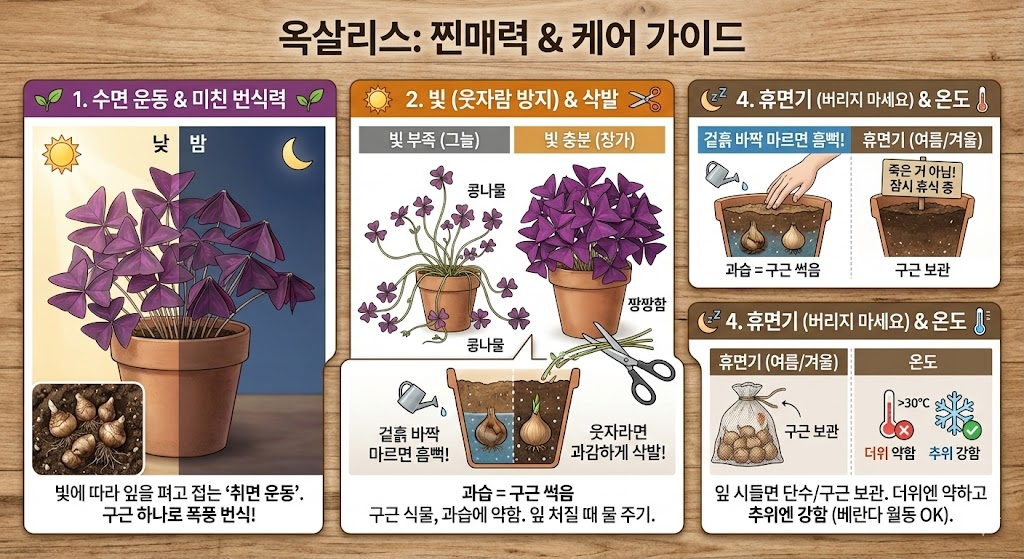 옥살리스 키우는법
