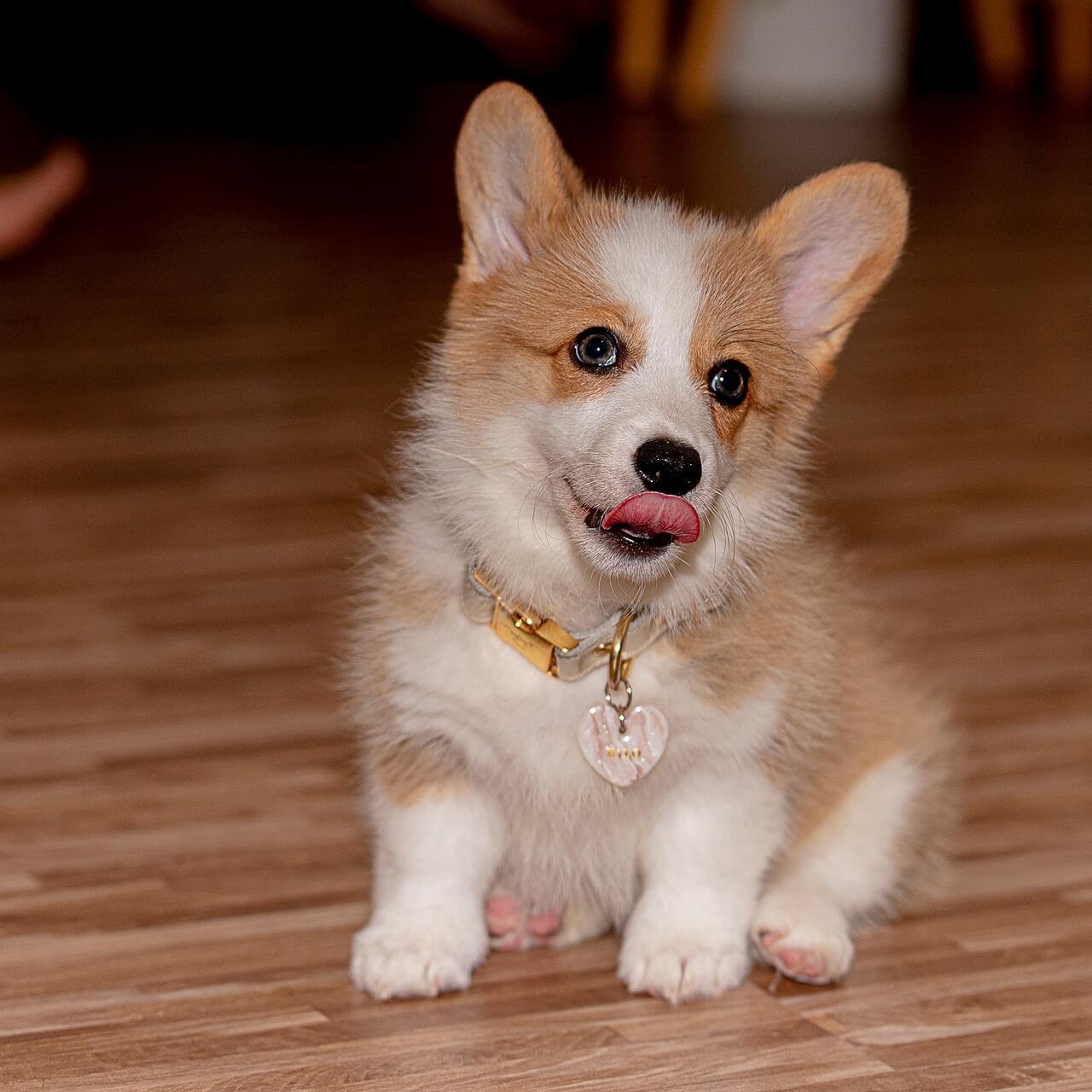 APEC 정상회의 경주 개최|한국 경제에 돌아올 5가지 대박 효과
