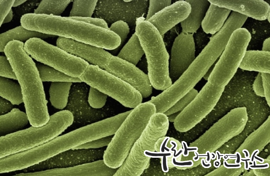 LGG 유산균 효능 부작용