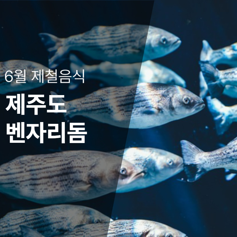 6월 제철음식 제주 벤자리돔 회 맛의 전성기