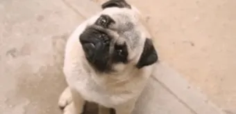 강아지 고개 갸우뚱 이유 의미 뜻_22