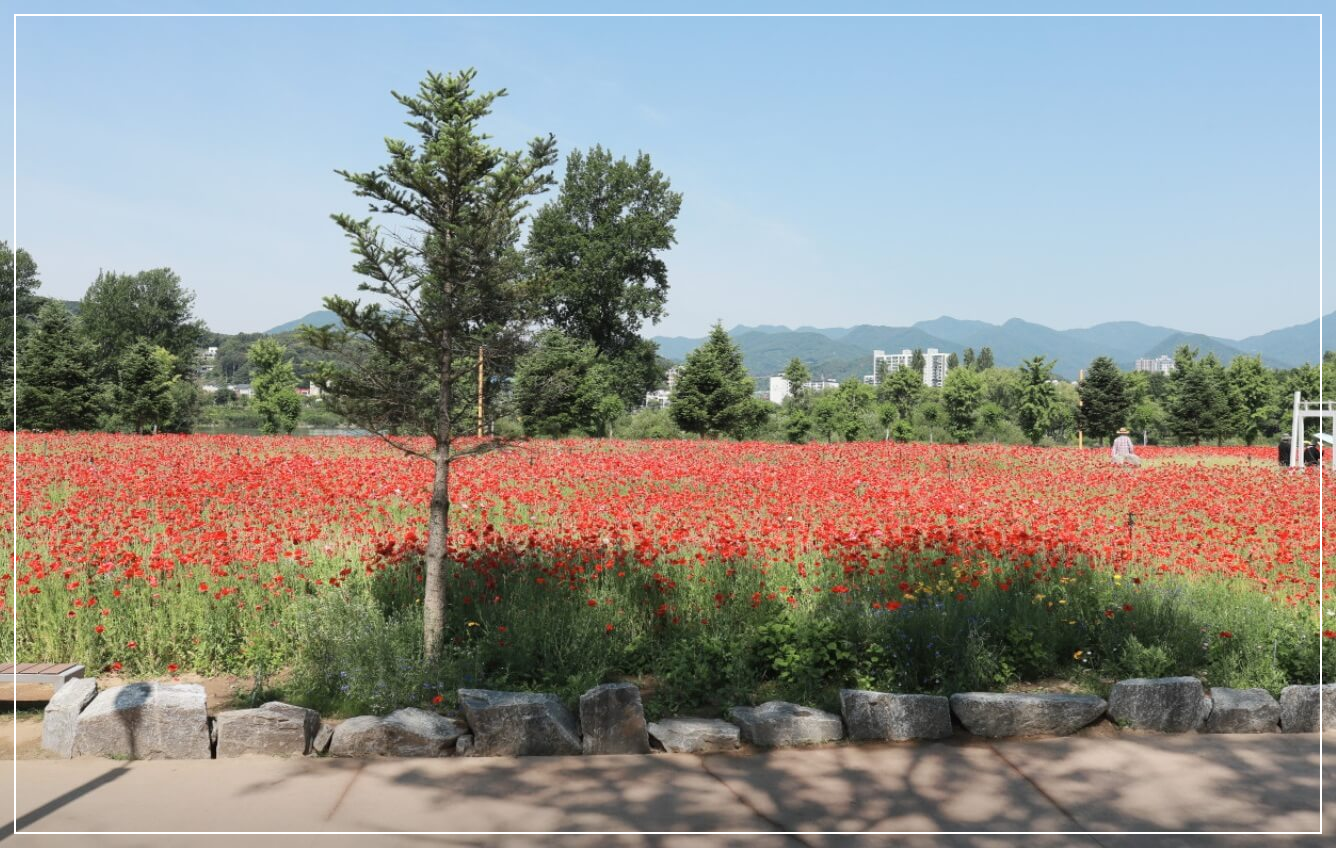 가평 가볼만한곳 베스트10 자라섬 남도꽃정원