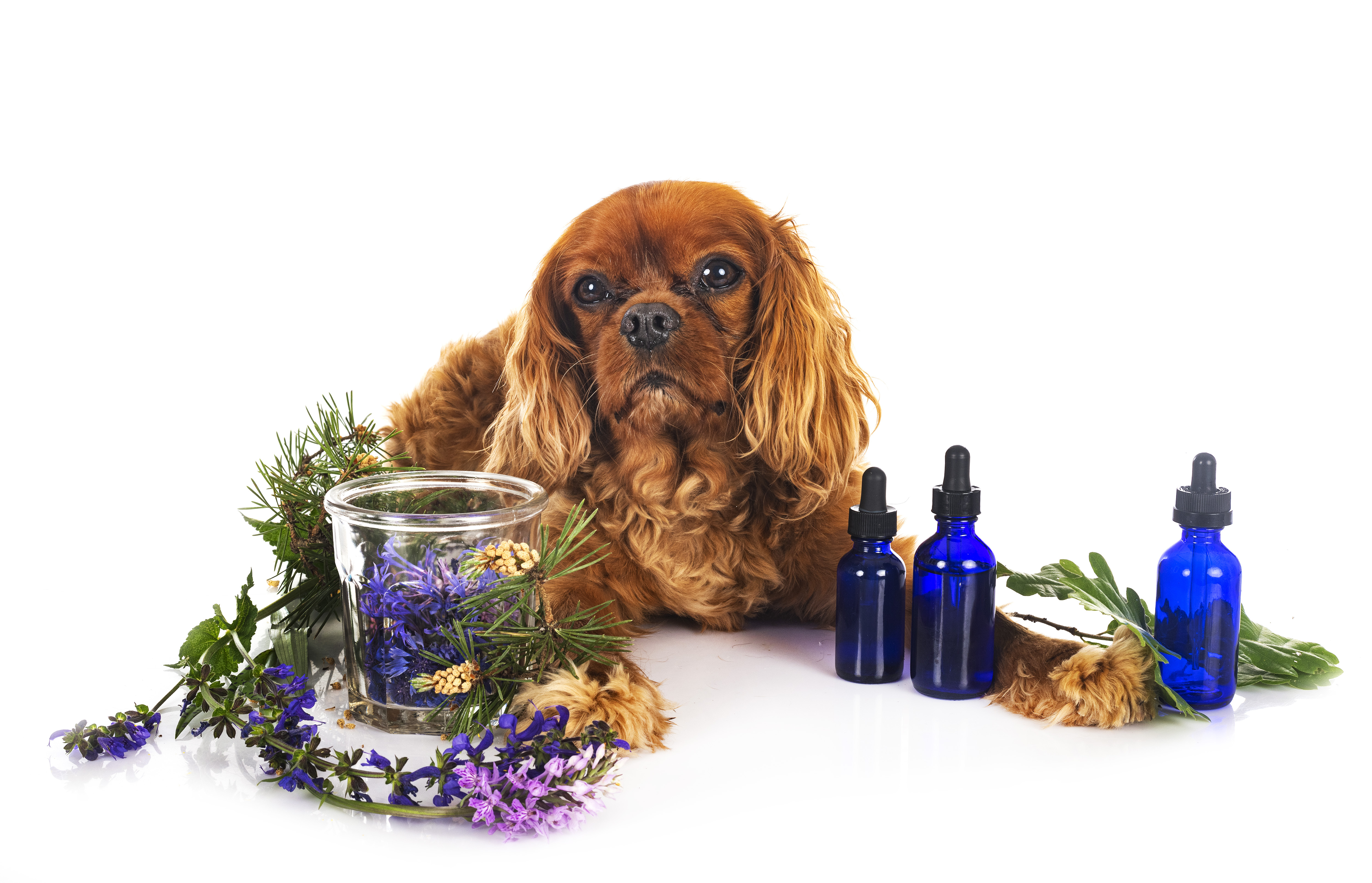 반려견과 에센셜 오일 관련 이미지