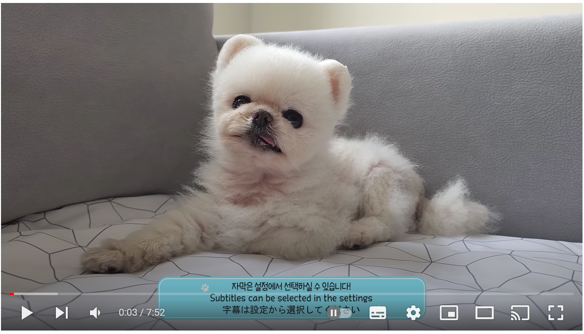 100년 살 강아지가 입원했어요ㅠㅠ