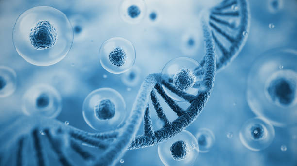 줄기세포 주사란 무엇인가 줄기세포는 우리 몸의 다양한 세포로 분화할 수 있는 미분화 세포를 의미합니다