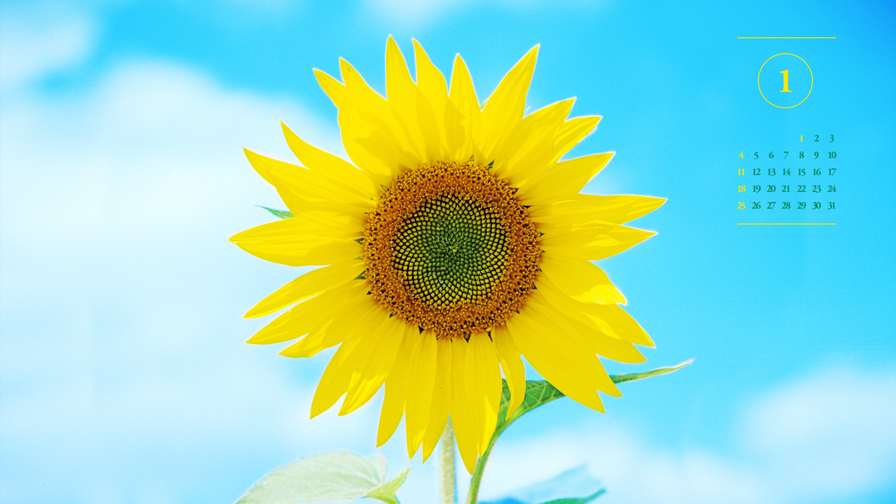 03 해바라기 하늘배경 A - 2026년1월 달력배경화면