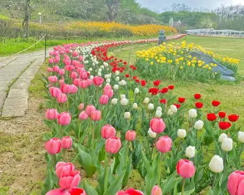 피나클랜드 불꽃축제 억만 송이 봄꽃축제