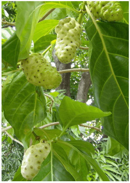 노니과립(분말) 효능 부작용 복용법 및 쥬스(주스) 만들기