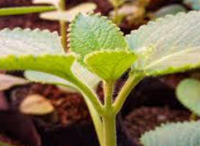 들깨 파종시기를 맞추는 법 2