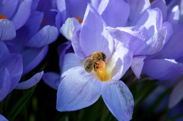 봄 인사말 모음 (회사,부모님,친구) 카톡 문자 총정리