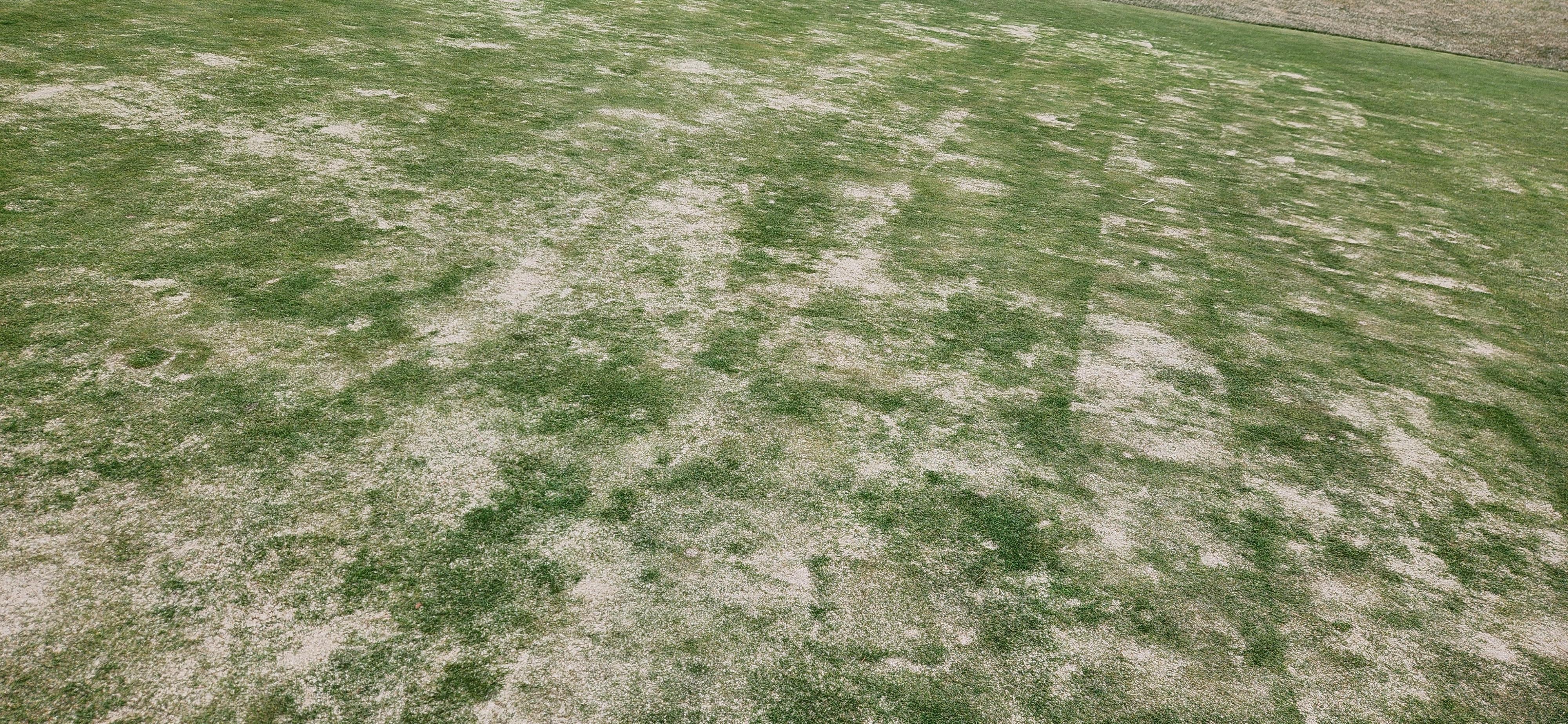 타이거cc