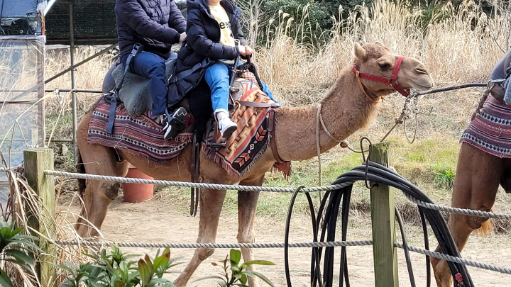 우리가 탔던 낙타의 모습. 이 녀석이 가장 작은 놈