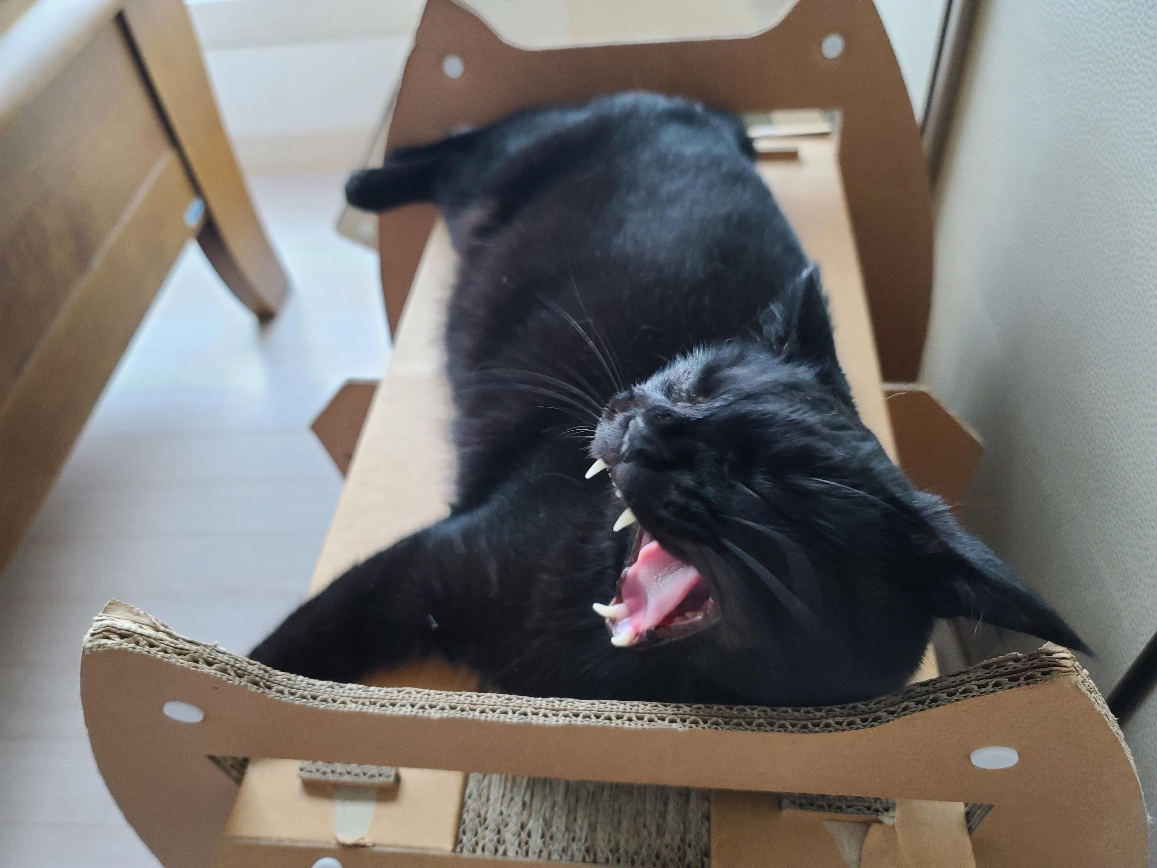 비오는 아침 아홉냥이네 고양이들.