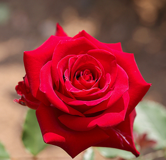 중랑 서울장미축제 주차장