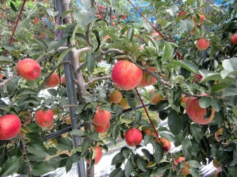 사과 재배 적과 시기 착색 관리 당도 향상_5