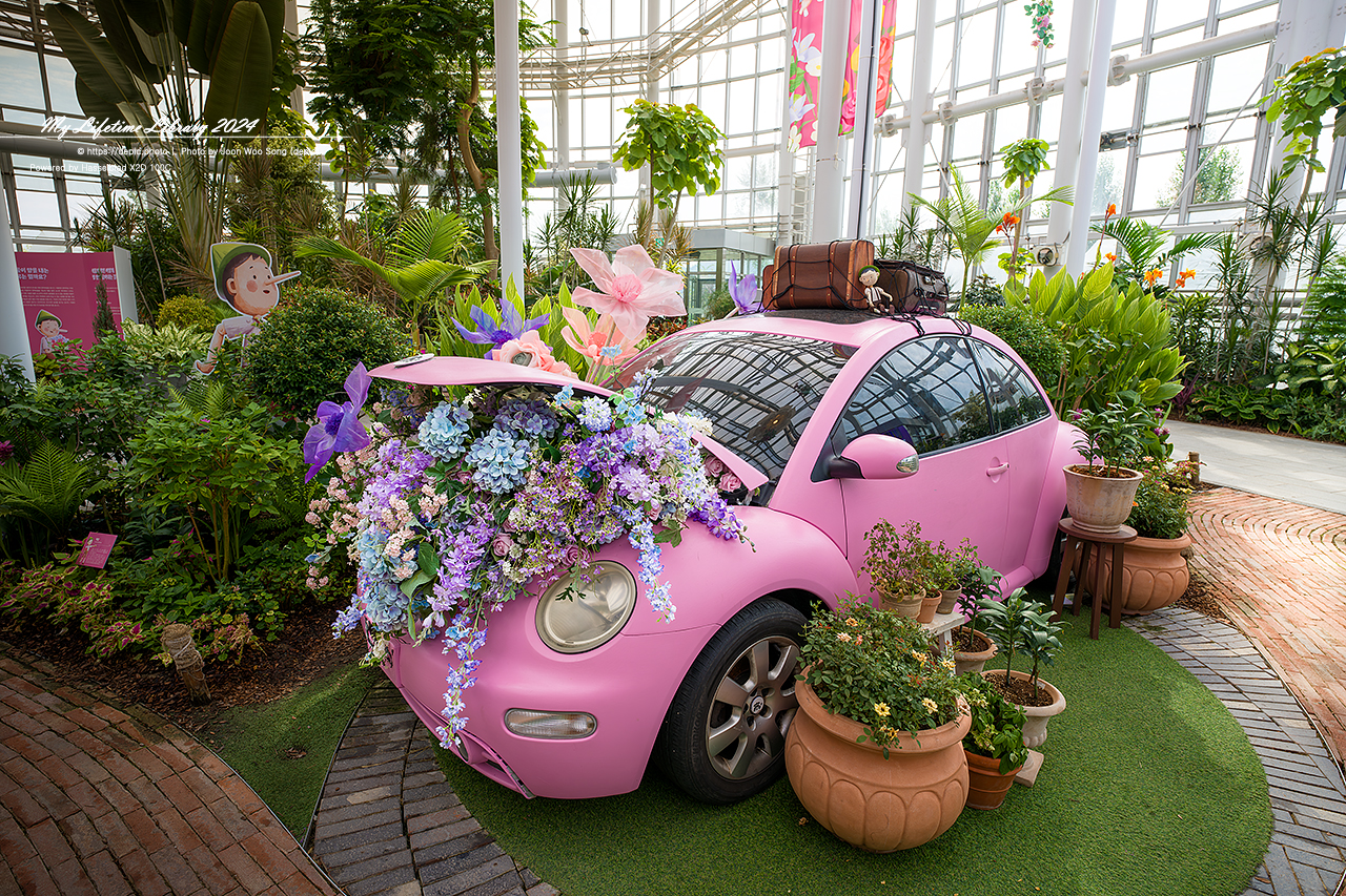 #식물 #나무 #수목원 #세종 #세종수목원 #피노키오