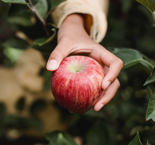 아침에 먹는 사과가 좋은 이유