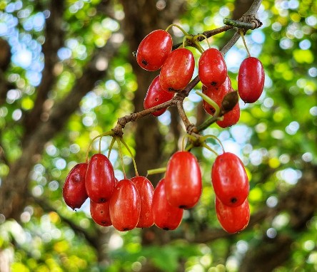 산수유 효능부터 부작용, 먹는법, 씨빼는법, 술 담그는법까지 완벽정리