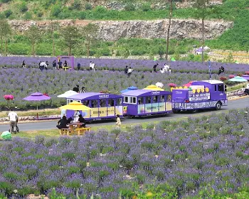 무릉 별유천지 라벤더 축제_3