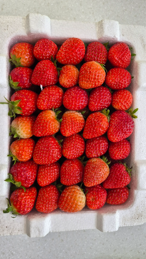 겨울부터 봄까지 제철을 맞이하는 딸기