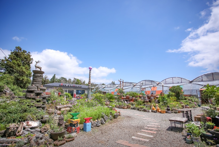 6시내고향 한라봉 제주 서귀포시 쇠소깍산물관광농원