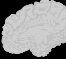 포스파티딜 세린 효능 음식 추천 부작용