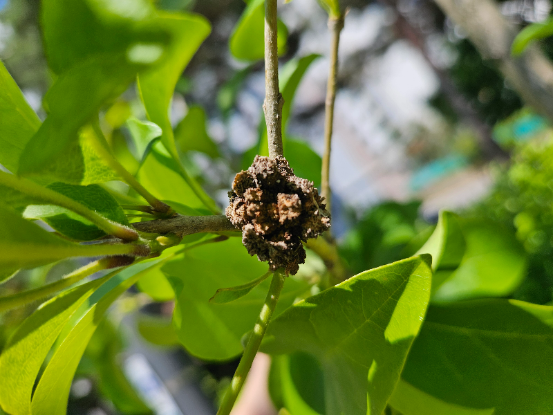 이팝나무혹응애1