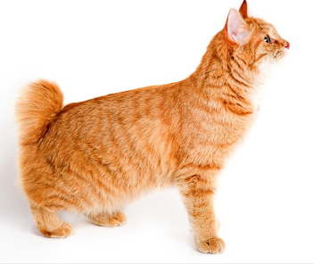 소변을 재촉하는 고양이.